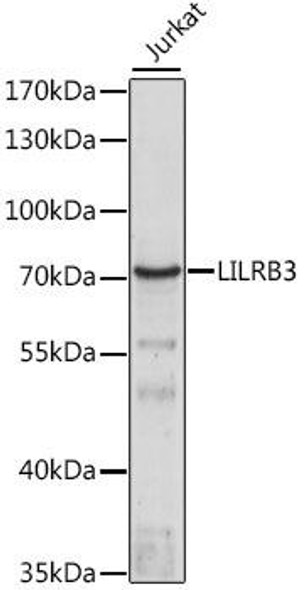 Immunology Antibodies 2 Anti-LILRB3 Antibody CAB16103