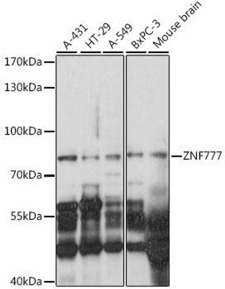 Epigenetics and Nuclear Signaling Antibodies 2 Anti-ZNF777 Antibody CAB16115