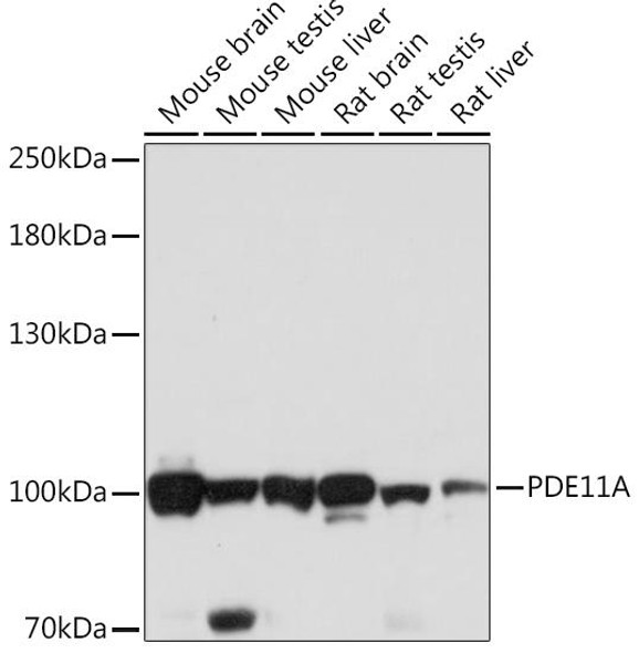 Signal Transduction Antibodies 2 Anti-PDE11A Antibody CAB16121