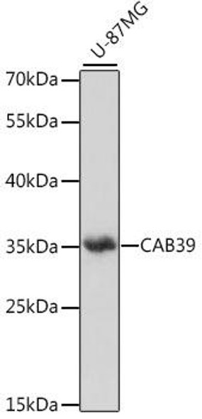 Cell Biology Antibodies 6 Anti-CAB39 Antibody CAB16125