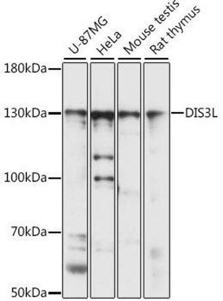 Epigenetics and Nuclear Signaling Antibodies 2 Anti-DIS3L Antibody CAB16160