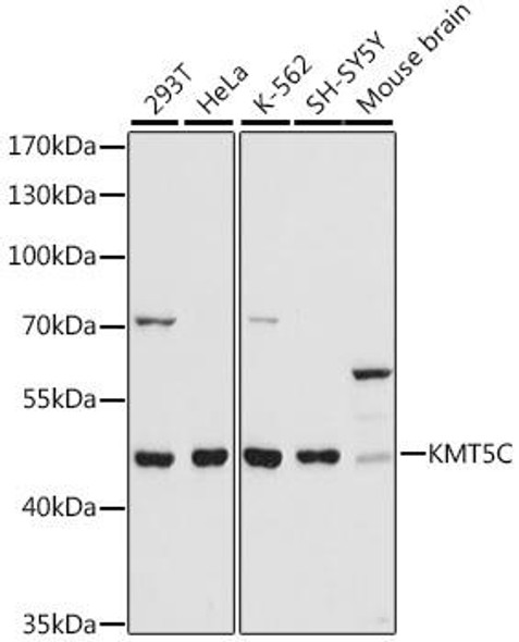 KO Validated Antibodies 1 Anti-KMT5C Antibody CAB16235KO Validated