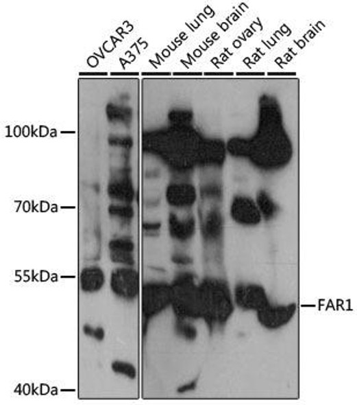 Metabolism Antibodies 2 Anti-FAR1 Antibody CAB16284