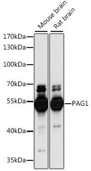 Immunology Antibodies 2 Anti-PAG1 Antibody CAB16303