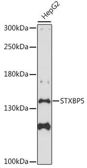 Cell Biology Antibodies 7 Anti-STXBP5 Antibody CAB16311