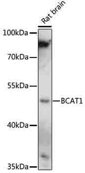 Metabolism Antibodies 2 Anti-BCAT1 Antibody CAB16351