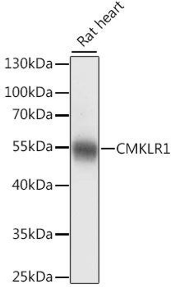 Cell Biology Antibodies 7 Anti-CMKLR1 Antibody CAB16358