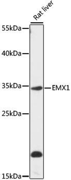 Cell Biology Antibodies 7 Anti-EMX1 Antibody CAB16370