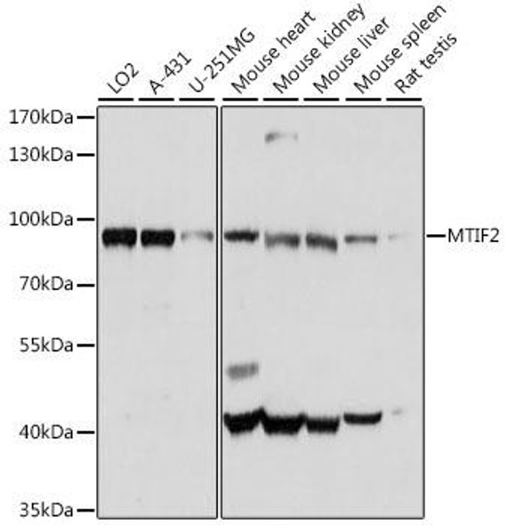 Metabolism Antibodies 2 Anti-MTIF2 Antibody CAB16402