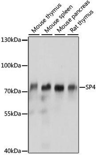 Epigenetics and Nuclear Signaling Antibodies 2 Anti-SP4 Antibody CAB16431