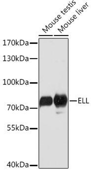 Epigenetics and Nuclear Signaling Antibodies 2 Anti-ELL Antibody CAB16448