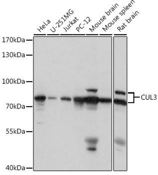 Cell Cycle Antibodies 1 Anti-CUL3 Antibody CAB16455