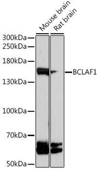 Epigenetics and Nuclear Signaling Antibodies 2 Anti-BCLAF1 Antibody CAB16473