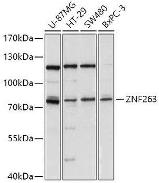Epigenetics and Nuclear Signaling Antibodies 2 Anti-ZNF263 Antibody CAB16477