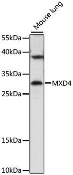Epigenetics and Nuclear Signaling Antibodies 2 Anti-MXD4 Antibody CAB16485