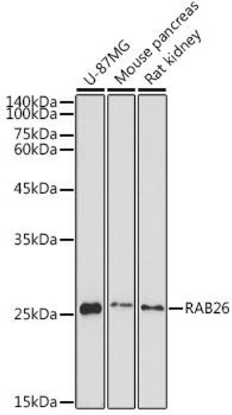 Cell Biology Antibodies 7 Anti-RAB26 Antibody CAB16509