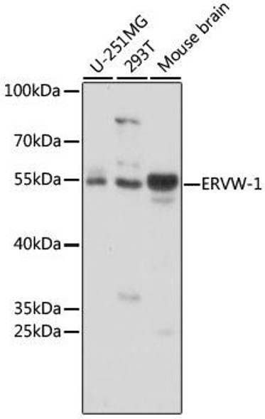 Developmental Biology Anti-ERVW-1 Antibody CAB16522