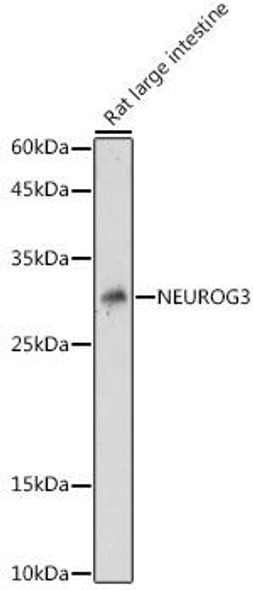 Developmental Biology Anti-NEUROG3 Antibody CAB16526