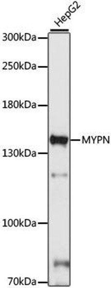 Cell Biology Antibodies 7 Anti-MYPN Antibody CAB16584