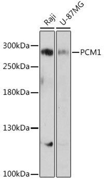 Cell Biology Antibodies 7 Anti-PCM1 Antibody CAB16637