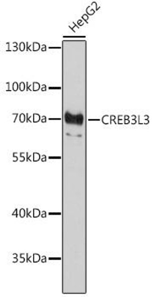 Epigenetics and Nuclear Signaling Antibodies 3 Anti-CREB3L3 Antibody CAB16655