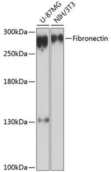 Immunology Antibodies 2 Anti-Fibronectin Antibody CAB16678