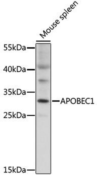 Epigenetics and Nuclear Signaling Antibodies 3 Anti-APOBEC1 Antibody CAB16756
