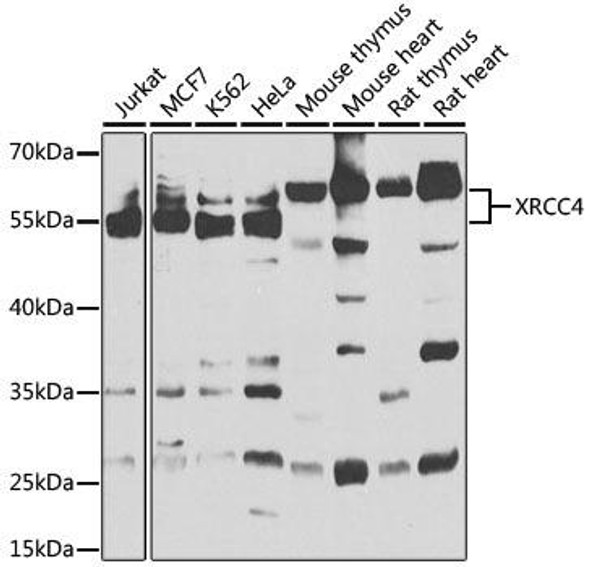 Epigenetics and Nuclear Signaling Antibodies 3 Anti-XRCC4 Antibody CAB1677