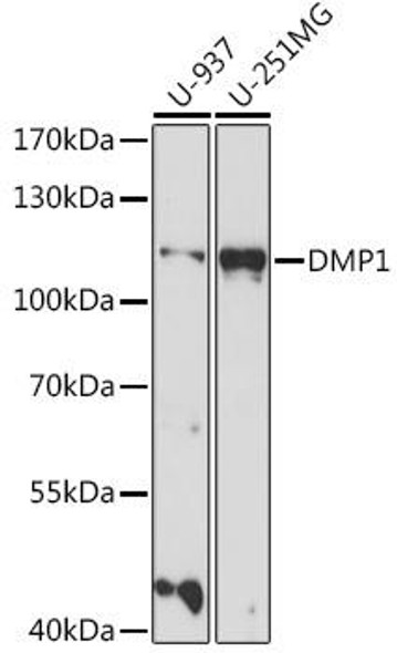 Signal Transduction Antibodies 2 Anti-DMP1 Antibody CAB16832