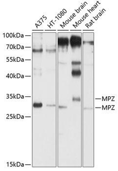 Cell Biology Antibodies 7 Anti-MPZ Antibody CAB1687
