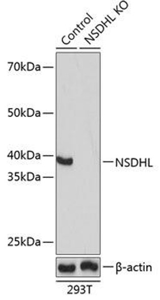 KO Validated Antibodies 1 Anti-NSDHL Antibody CAB16893KO Validated