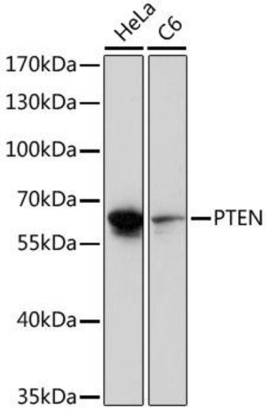 Cell Death Antibodies 1 Anti-PTEN Antibody CAB16965
