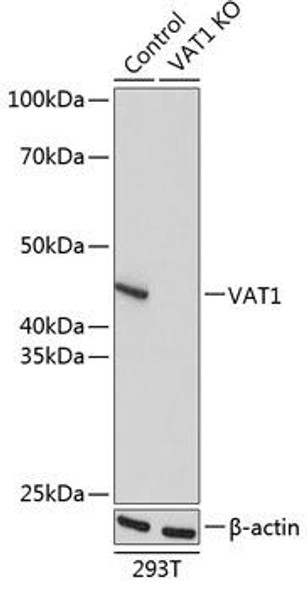 KO Validated Antibodies 1 Anti-VAT1 Antibody CAB17077KO Validated