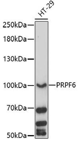 Epigenetics and Nuclear Signaling Antibodies 3 Anti-PRPF6 Antibody CAB17122