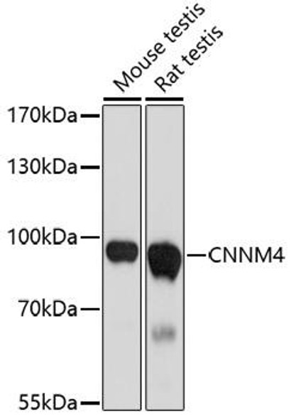 Signal Transduction Antibodies 2 Anti-CNNM4 Antibody CAB17130