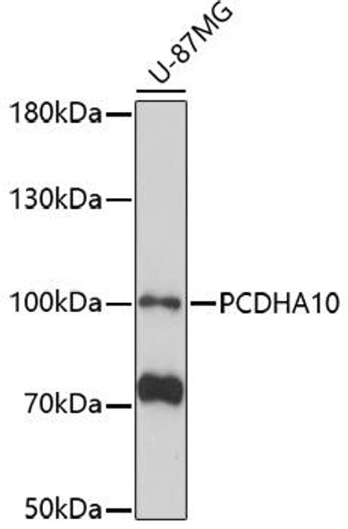 Cell Biology Antibodies 7 Anti-PCDHA10 Antibody CAB17185