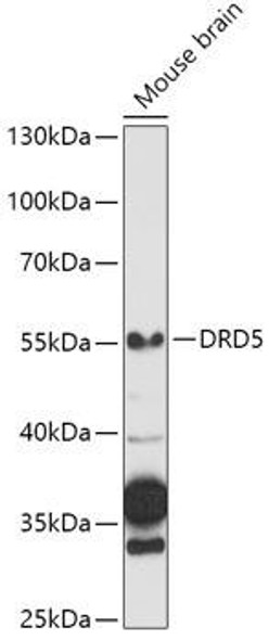 Cell Biology Antibodies 7 Anti-DRD5 Antibody CAB1719