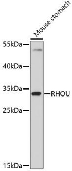 Cell Biology Antibodies 7 Anti-RHOU Antibody CAB17195