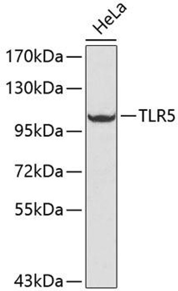 Immunology Antibodies 2 Anti-TLR5 Antibody CAB1721