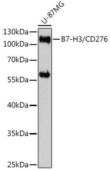 Cell Biology Antibodies 7 Anti-B7-H3/CD276 Antibody CAB17216