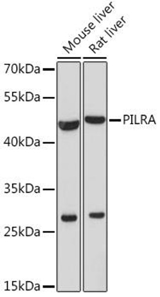 Immunology Antibodies 2 Anti-PILRA Antibody CAB17292