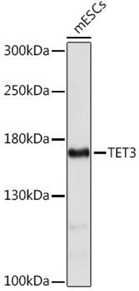 Cell Biology Antibodies 7 Anti-TET3 Antibody CAB17310