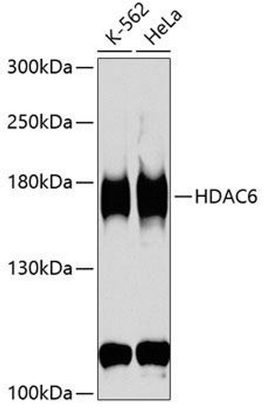 Autophagy Antibodies Anti-HDAC6 Antibody CAB1732