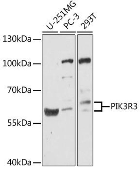 Cell Biology Antibodies 7 Anti-PIK3R3 Antibody CAB17322