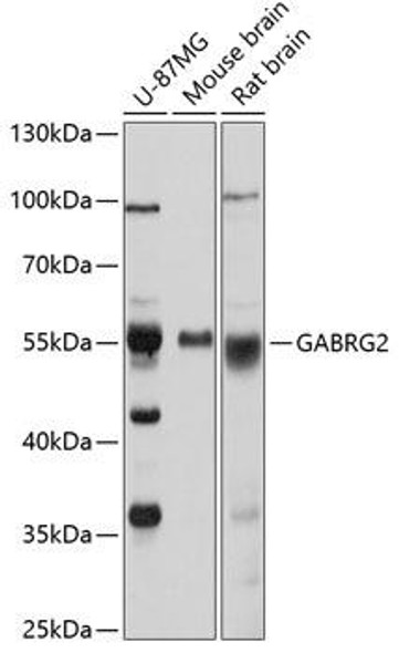 Signal Transduction Antibodies 2 Anti-GABRG2 Antibody CAB1733