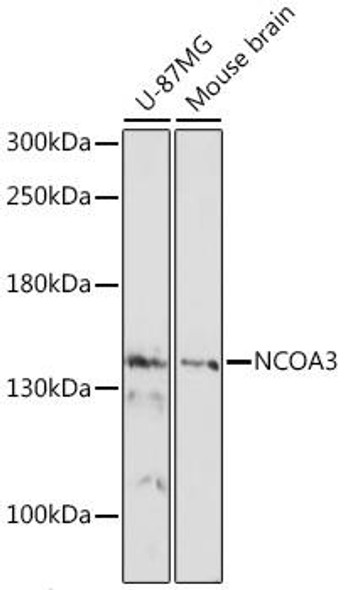 Epigenetics and Nuclear Signaling Antibodies 3 Anti-NCOA3 Antibody CAB17330