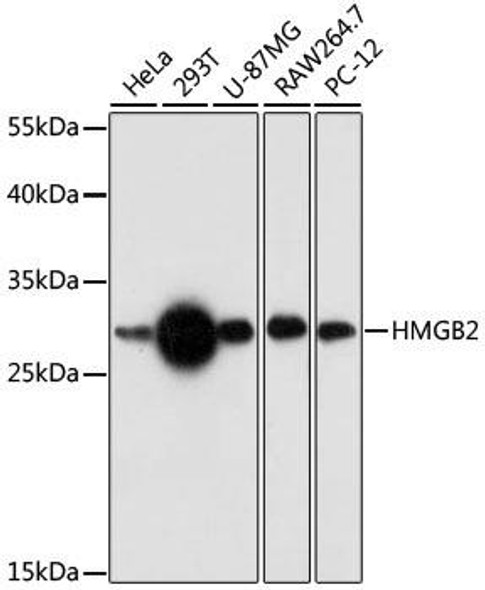 Cell Biology Antibodies 7 Anti-HMGB2 Antibody CAB17360