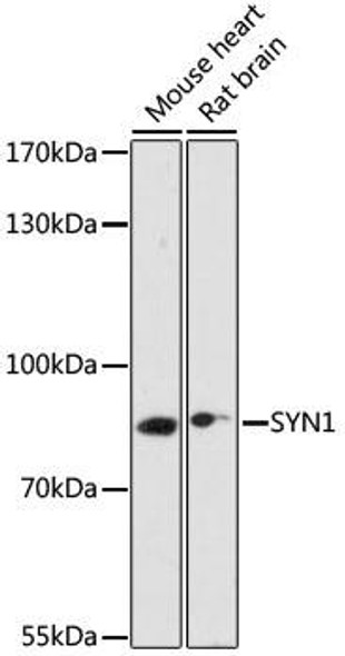 Cell Biology Antibodies 7 Anti-SYN1 Antibody CAB17362