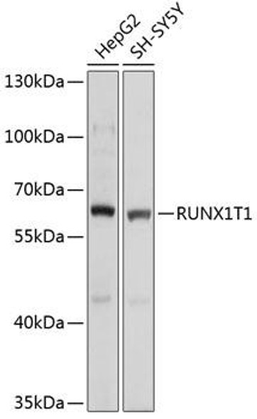 Epigenetics and Nuclear Signaling Antibodies 3 Anti-RUNX1T1 Antibody CAB1737