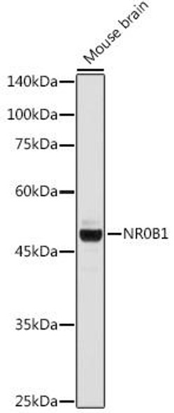 Epigenetics and Nuclear Signaling Antibodies 3 Anti-NR0B1 Antibody CAB1740